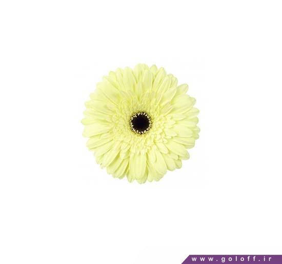خرید گل اینترنتی - گل ژربرا فلیت وود - Gerbera | گل آف